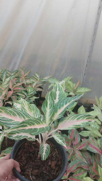 aglaonema pink panama Aglonima Pink panama – ASHIYANA STORE