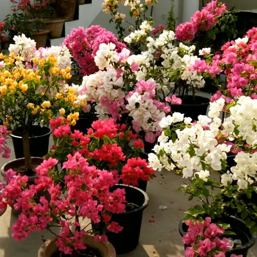 Dwarf Bougainvillea Plant (Any Colour)