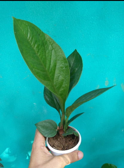 Anthurium Jenmani Plant (Semishade)