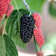 Shahtoot, Mulberry, Tuti (Small Leaves) - Plant