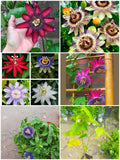 Passiflora Passion flower ( krishna kamal) "Rakhi bel" shop now ( best creeper flowering plants)