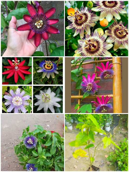 Passiflora Passion flower ( krishna kamal) "Rakhi bel" shop now ( best creeper flowering plants)