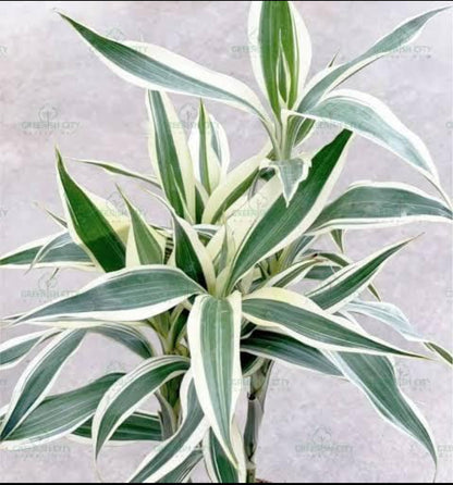 lucky bamboo white Lucky bamboo Veriegated (Outdoor variety) – ASHIYANA STORE
