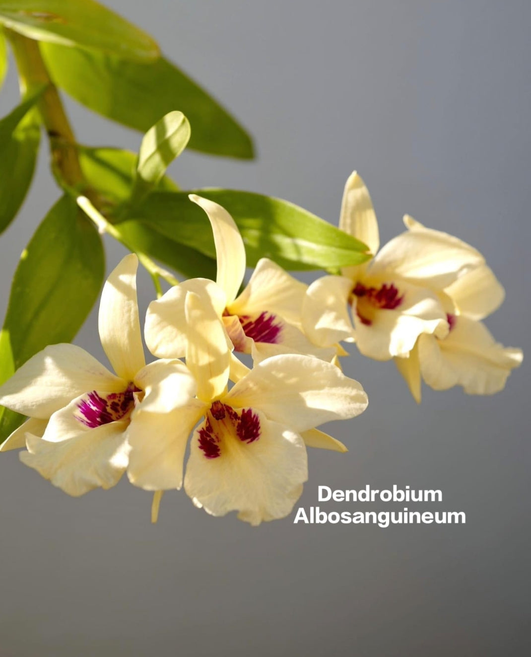 Dendrobium Albosanguineum