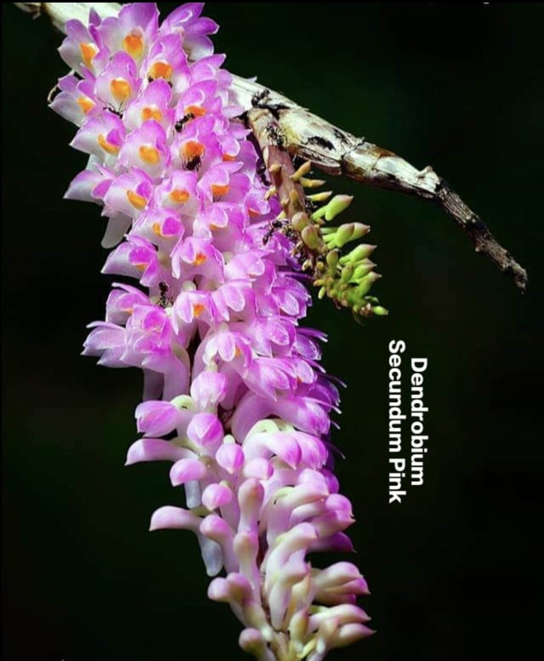 Dendrobium Secundum Pink