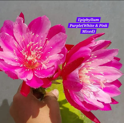 Bramha Kamal (Epiphyllum 2 white and pink mix)