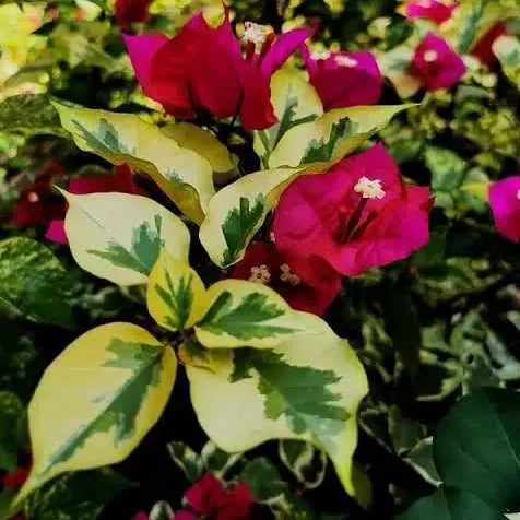 Royal Dolphin Bougainvillea Plant (Crush Red Color)