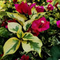 Royal Dolphin Bougainvillea Plant (Crush Red Color)