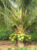 Coconut plant fruit tree plant