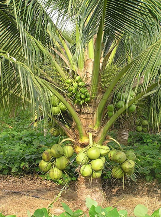 Coconut plant fruit tree