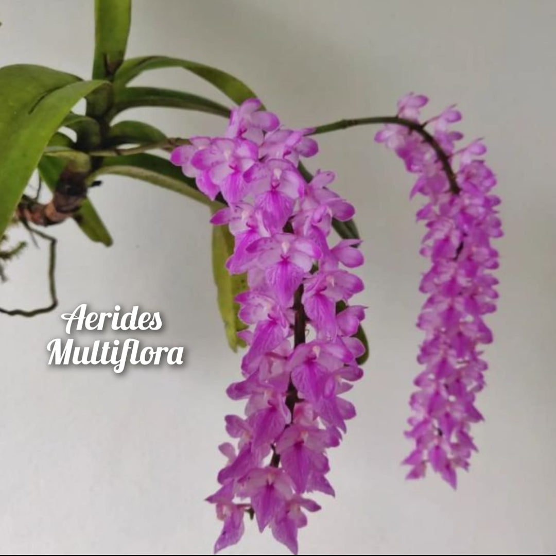 Aerides Multiflora