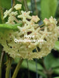 Hoya Quinquenervia