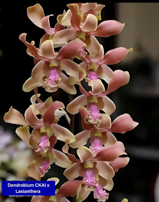 Dendrobium 2 Orchid