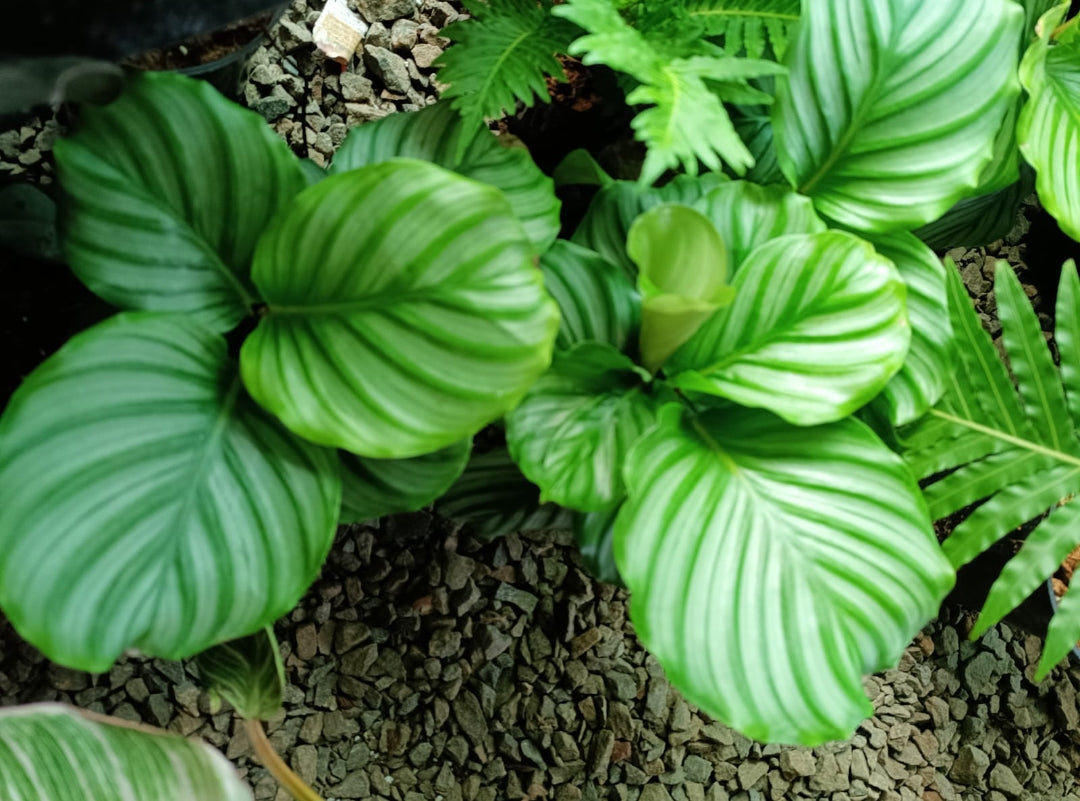 Orbifolia Calathea plant