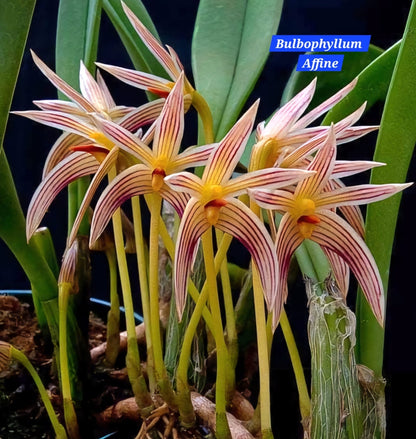 Bulbophyllum Affine