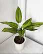 Calathea Majestica (Need cool atmosphere)