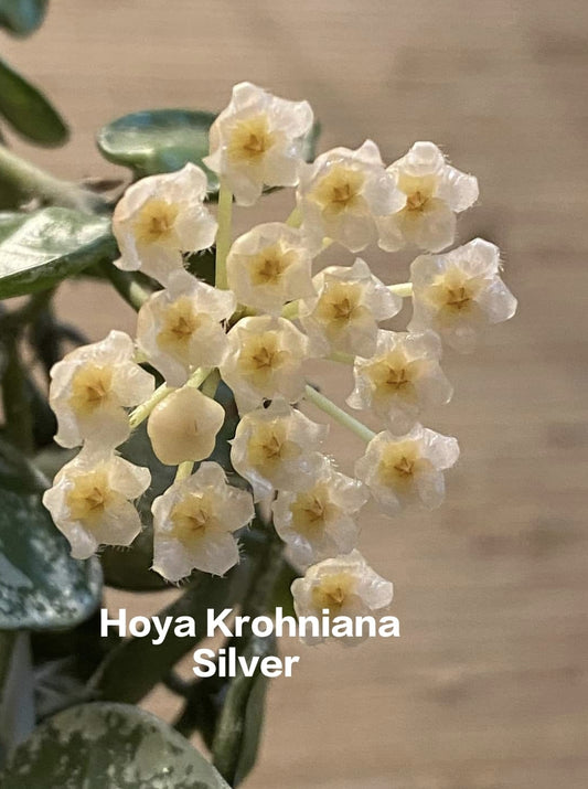 Hoya Krohniana Silver