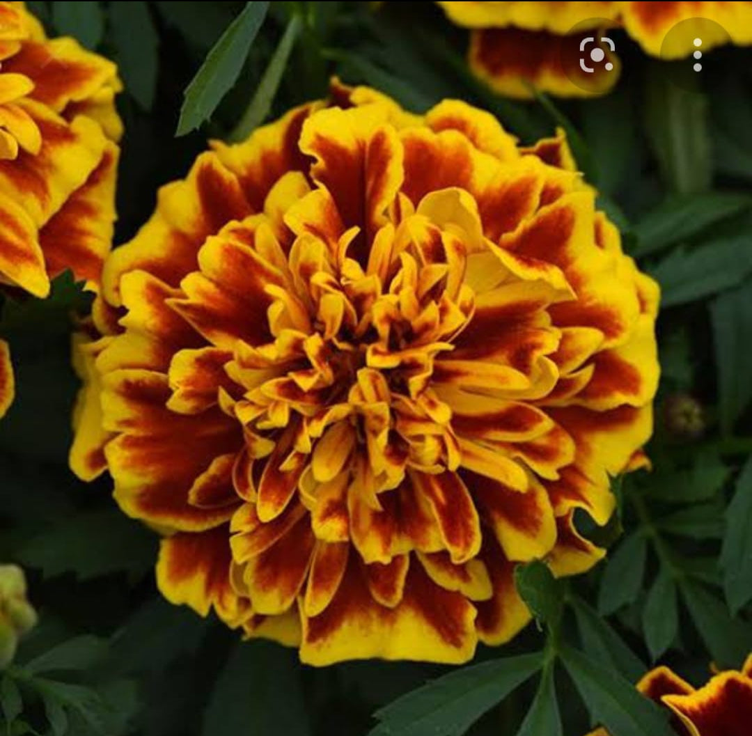 Marigold french Bonaza Bee PanAm winter Flower seeds