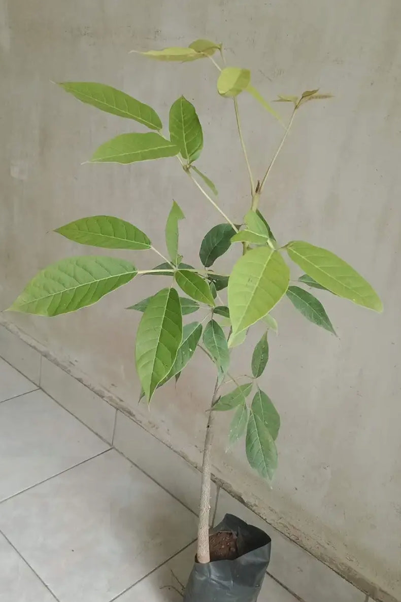 Tabebuia Rosea, Pink Poui live plant