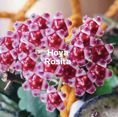 Hoya Rosita