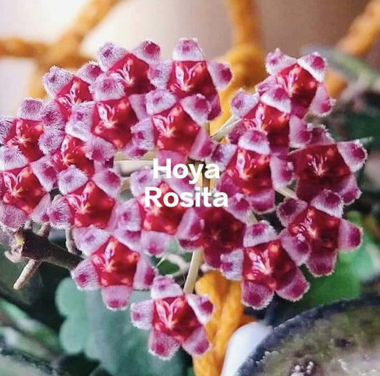 Hoya Rosita