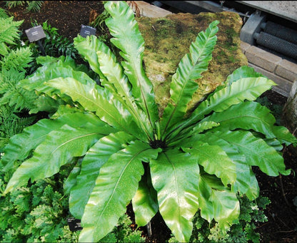 Bird nest fern Plant (Partially Shaded Outdoor Plant)