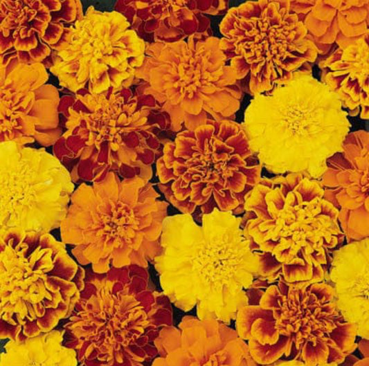 Marigold bonaza F1 mix winter Flower seeds