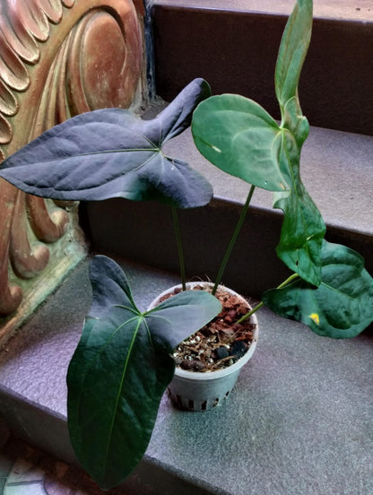 Anthurium Amazon Rabbit plant (Semishade)