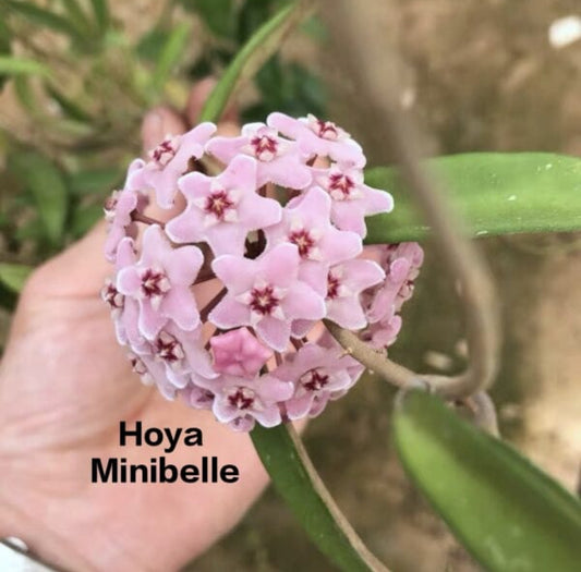 Hoya minibelle