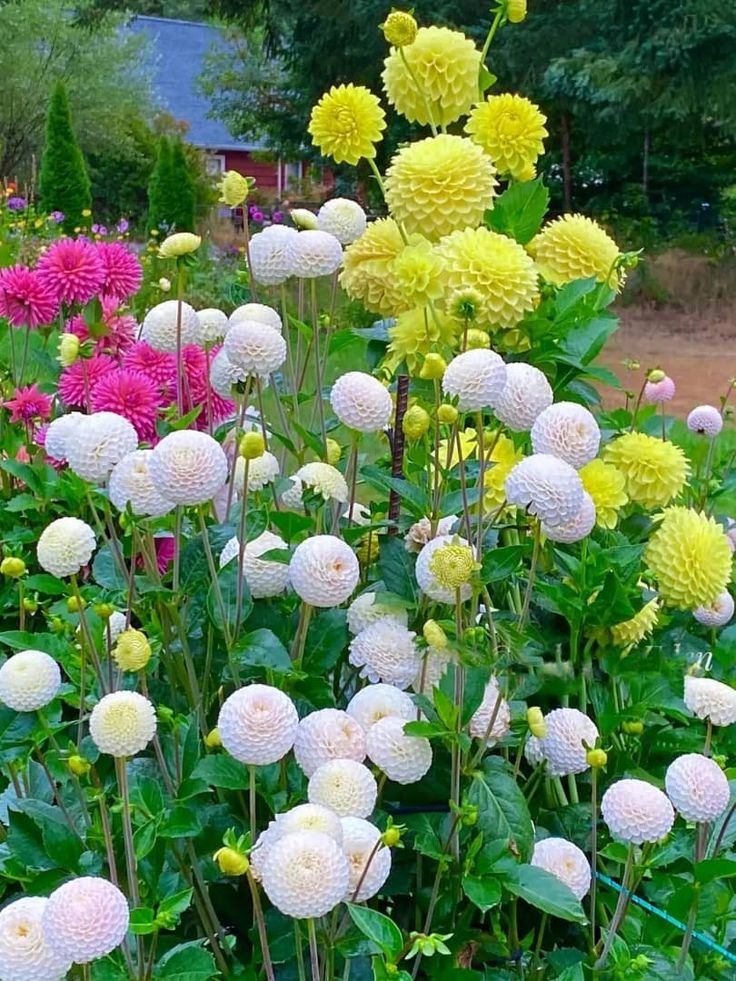Buy Dahlia Pompon Bulbs Online in India | Colorful Ball Shape Flower Bulbs for Home Garden
