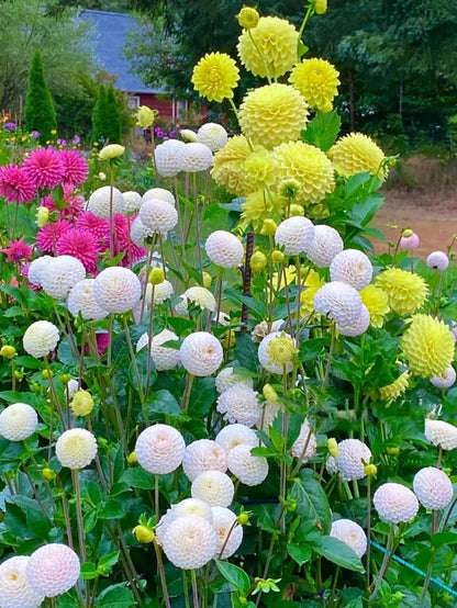 Buy Dahlia Pompon Bulbs Online in India | Colorful Ball Shape Flower Bulbs for Home Garden