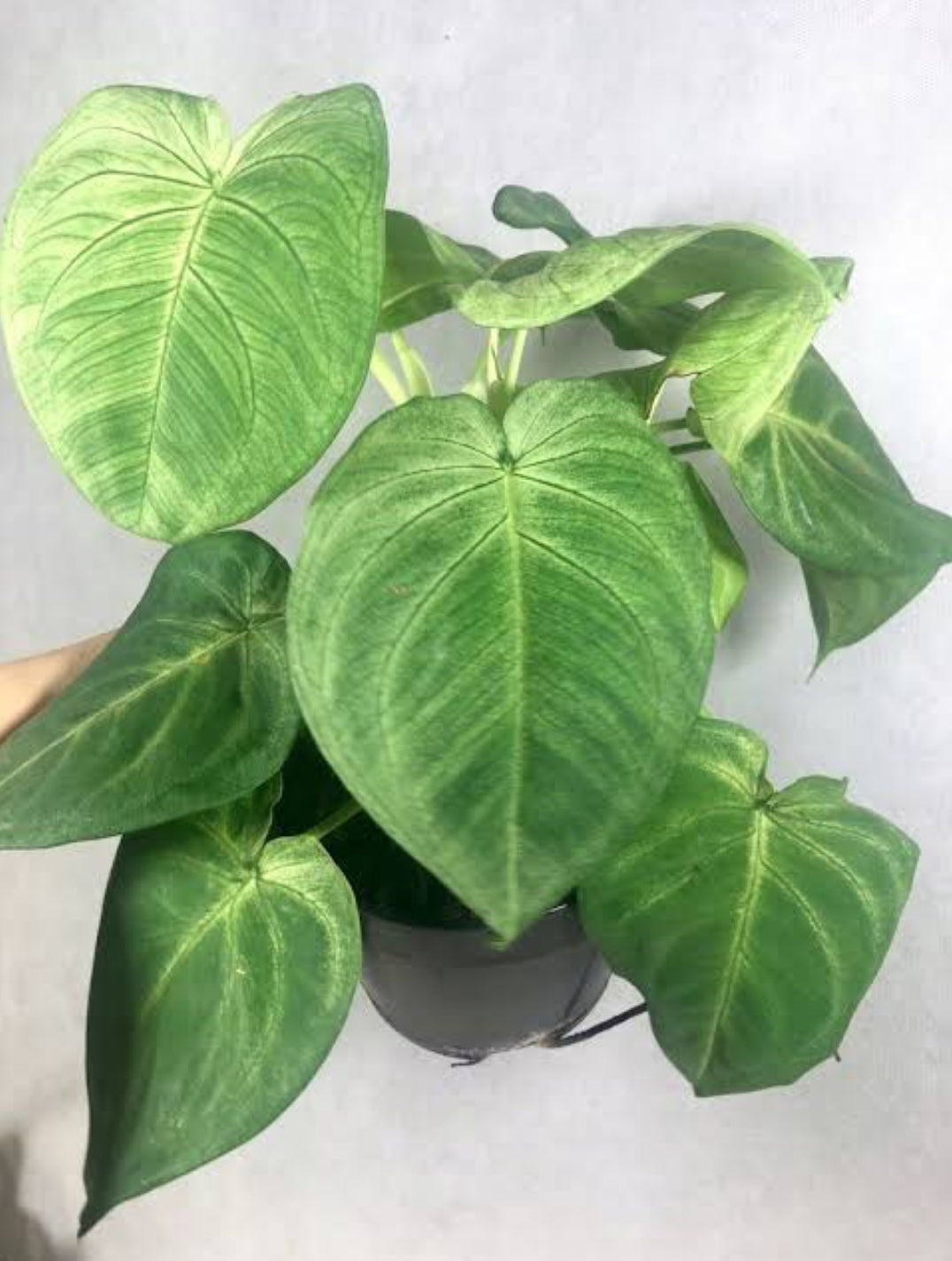 Syngonium Macrophyllum Frosted Heart Plant ( Semishade)