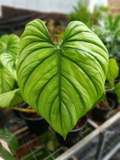 philodendron columbia care SP Columbia Philodendron plant – ASHIYANA STORE