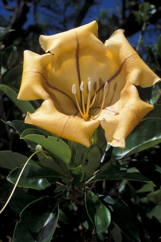 Solandra plant (shrub plant)