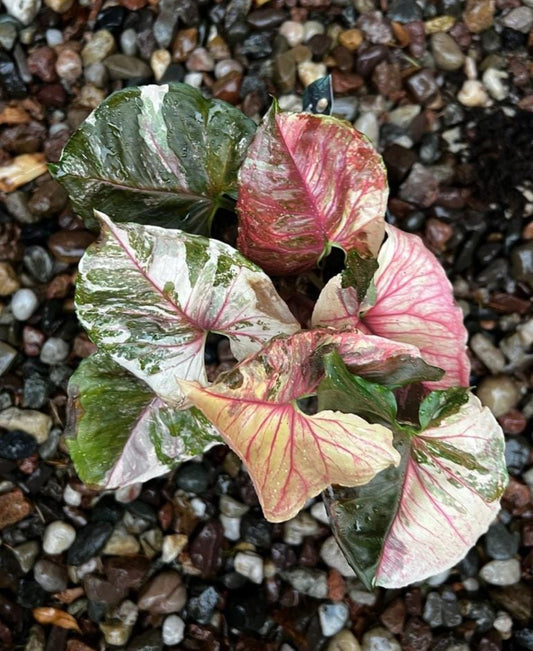 Syngoniyam Strawberry Ice Plant