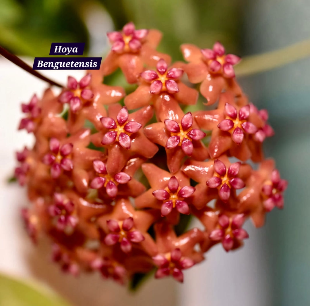 Hoya Benguetensis