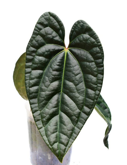 Anthurium Black diamond Narrow Form