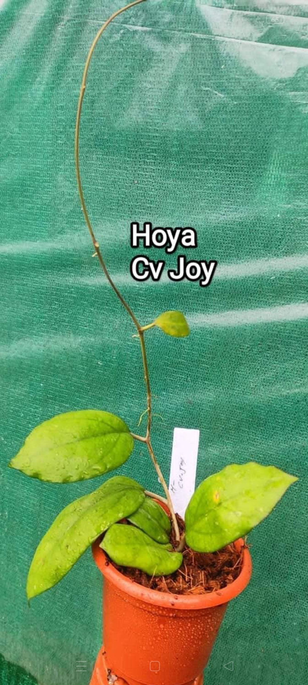 Hoya Cv Joy