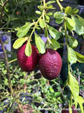 Red lemon fruit plant