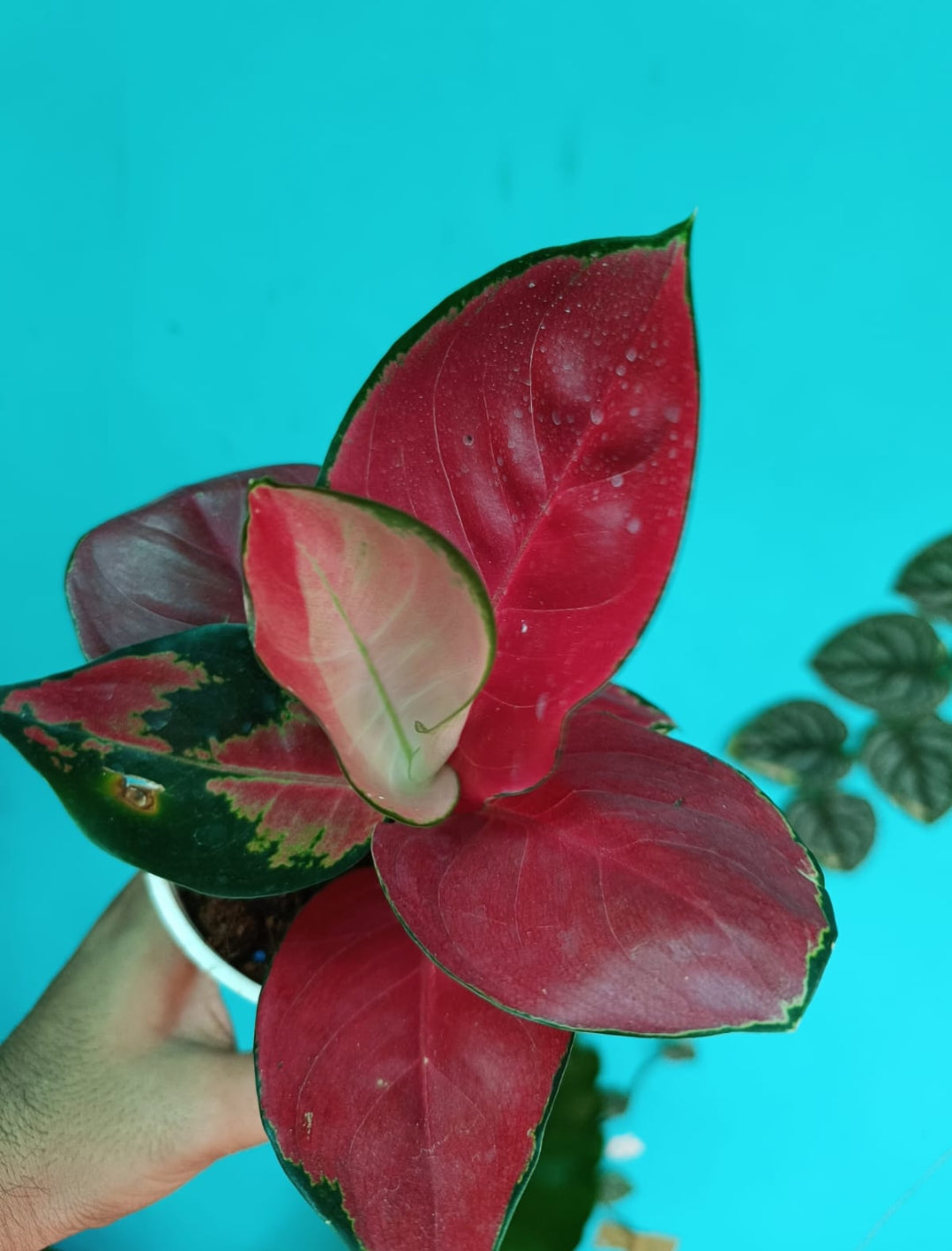 Aglaonema  Jaipong Red (Not tissue Indoor plants)