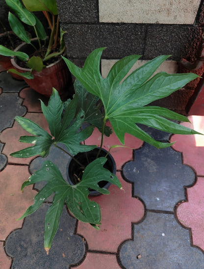 Anthurium Pedatoradiatum plant