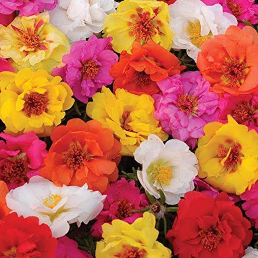 Portulaca Summer Flower seeds