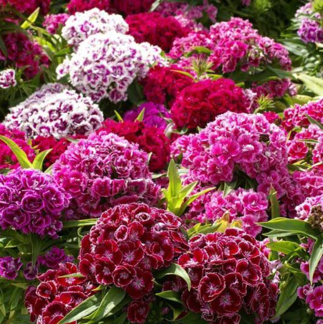 Sweet William mix winter Flower seeds