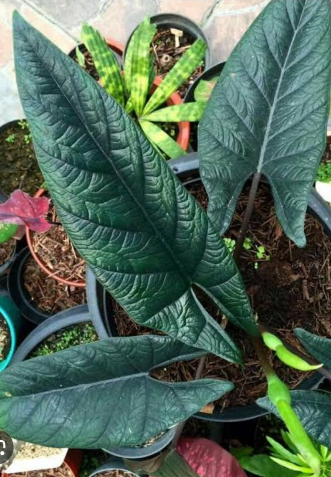 Alocasia Scalprum Plant