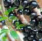 Jaboticaba fruit plant