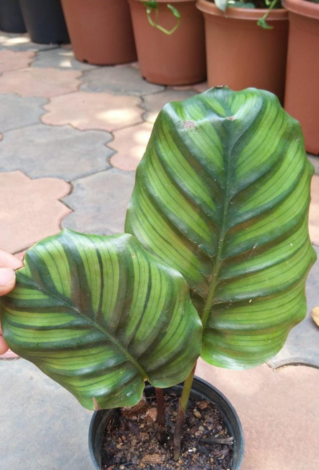 Calathea Fasciata