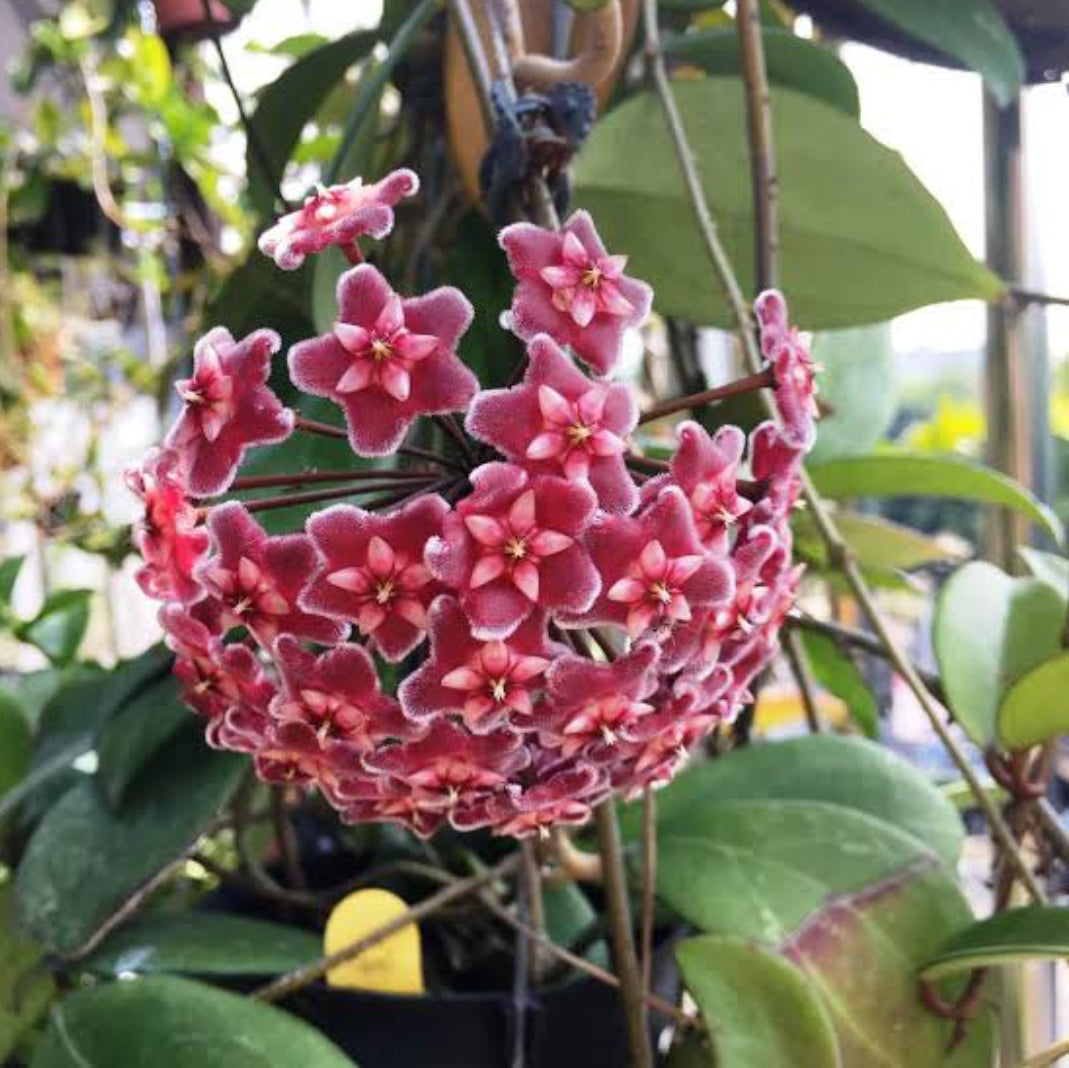 Hoya Red (Creeper Hoya)