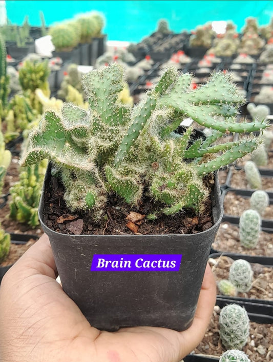 Brain cactus 2