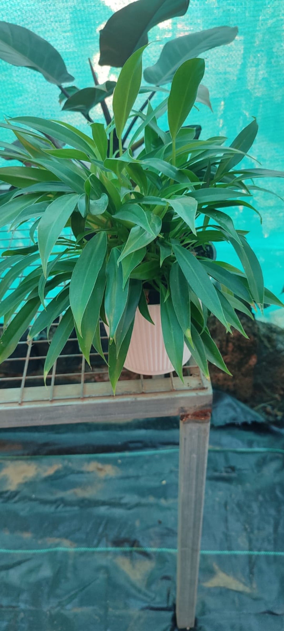 Little Philodendron plant