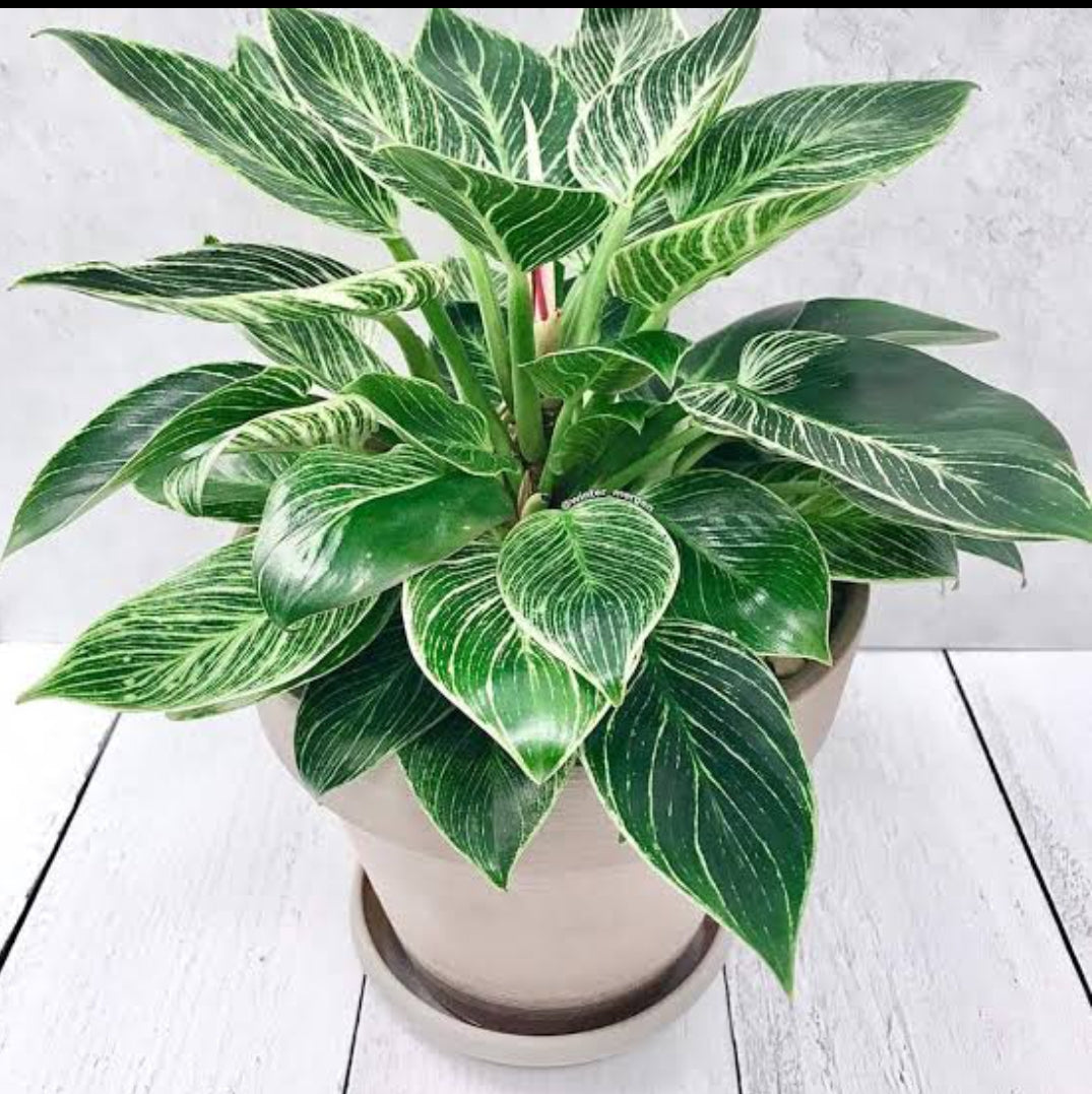 Philodendron Birkin (Indoor Shade Loving plant)